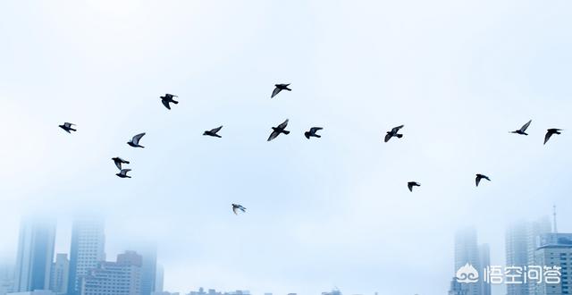 拍摄鸟类有什么技巧？