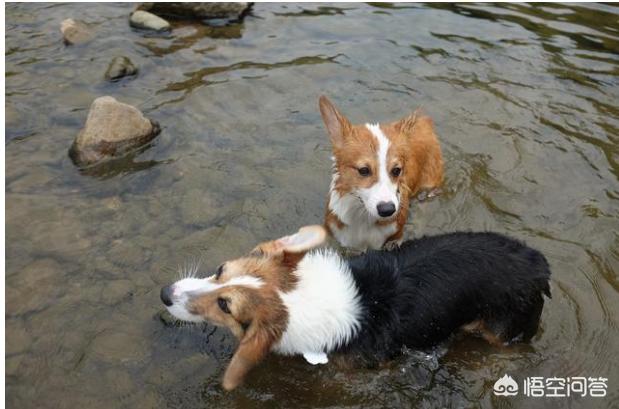 深海水族馆 柯基价格:小柯基犬的价格一般是多少钱？