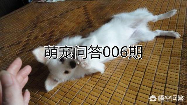 温州幸福金毛俱乐部在哪里:#萌星人成长记#你的宠物爱你的表现是什么？