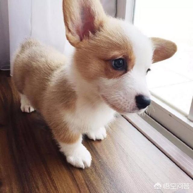 绒猴可以养吗:养狗为什么最好不要选择柯基犬？