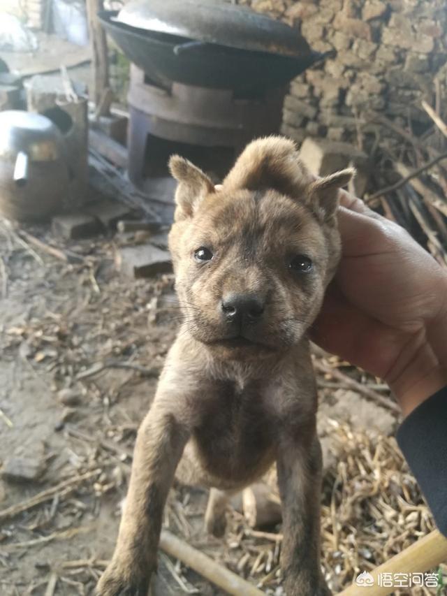 狂犬病的传播途径是唾液传播:宝宝手放到小狗嘴里又把小手放在自己嘴里会感染狂犬病毒吗？