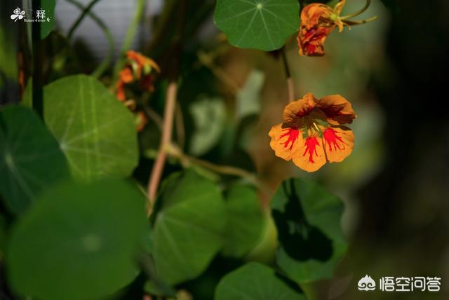 地涌金莲茎烂了:旱金莲开花结果后就死了吗？