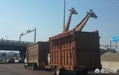 南非长颈鹿:非洲草原的长颈鹿是怎么运输到其它国家动物园的？