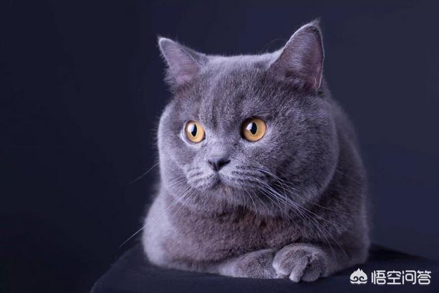 如何判断美国短毛猫的年龄:一只成年猫咪，要想知道它的年龄，需要从哪几个方面来判断？