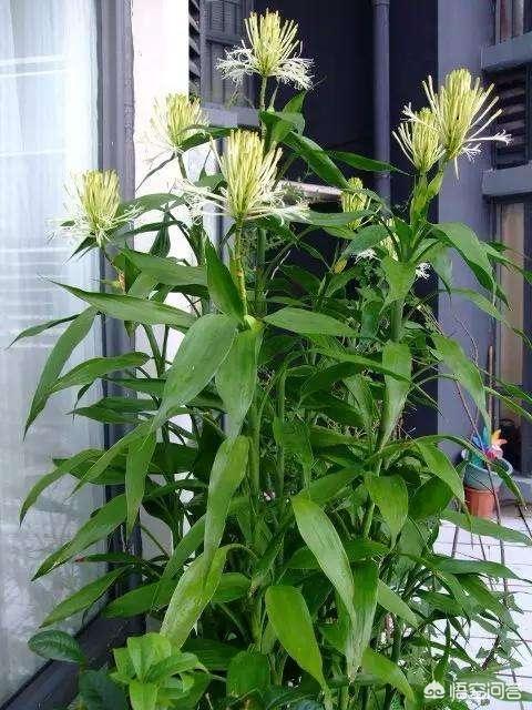 富贵竹的种植方法图解:有什么办法可以让富贵竹快速生长？