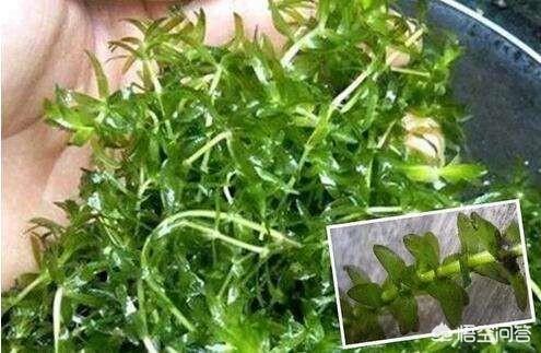 水草养殖技术的:小龙虾养殖过程中，水草的栽培方法有哪些？
