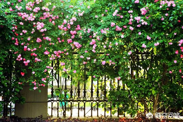 在农村院子里种植什么花卉好看?-惠修网