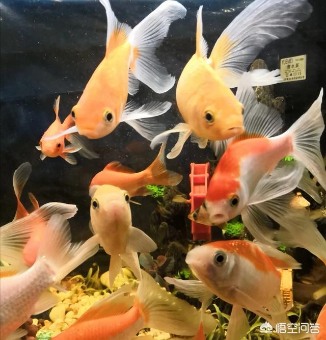 鱼缸增氧泵的作用:鱼缸增氧泵起什么作用 鱼缸增氧气泵的噪音问题怎样解决？