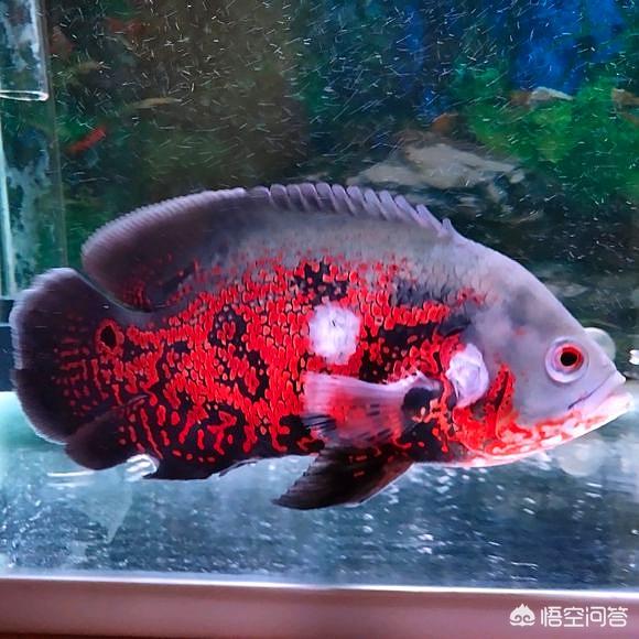1.8龙鱼缸加热棒:龙鱼缸加热棒什么牌子好 家里只有一个加热棒，要给鱼缸换水，应该如何操作？