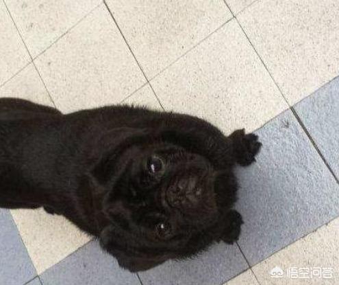 4个月的巴哥犬好养吗:为什么黑色巴哥犬少人养？