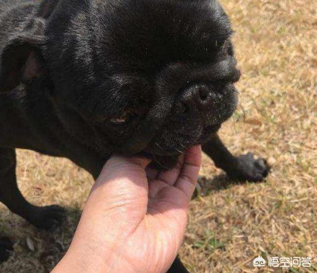 4个月的巴哥犬好养吗:为什么黑色巴哥犬少人养？