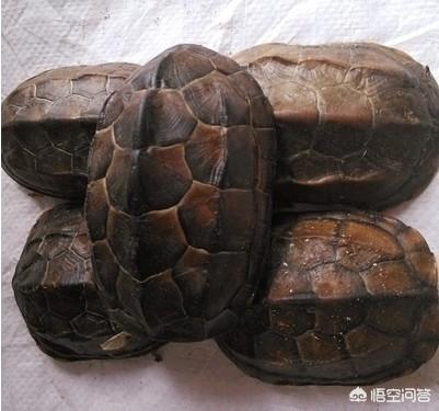dnf坚硬的乌龟壳:乌龟壳有什么作用和功效？