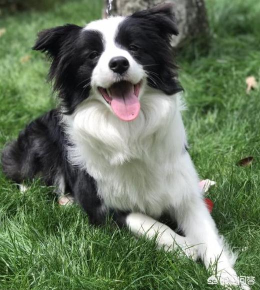 边境牧羊犬性格如何:金毛犬，比熊犬和边境牧羊犬你会选哪个？