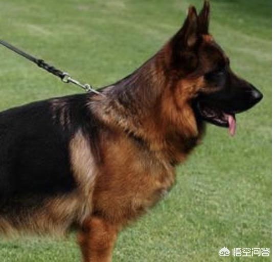 犬蛔虫病用什么药:小狗肚里的虫子不吃药自己能好吗？