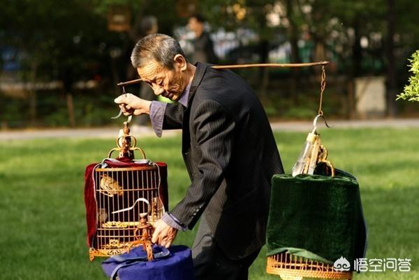 秀眼踏笼:笼鸟都是怎么调教和训练的？