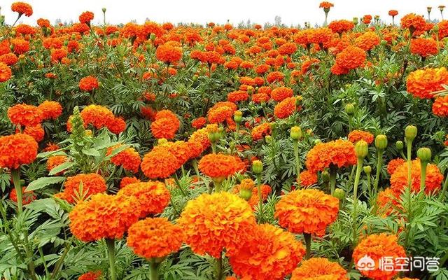 金盏菊生长过程图片:金盏菊的生长过程 金盏菊春天什么时间播种？