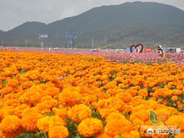 金盏菊生长过程图片:金盏菊的生长过程 金盏菊春天什么时间播种？