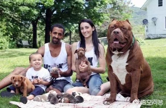 美国比特犬打架视频:美国巨比特犬打架视频 如果“平头哥”和比特犬打起来，谁能赢？