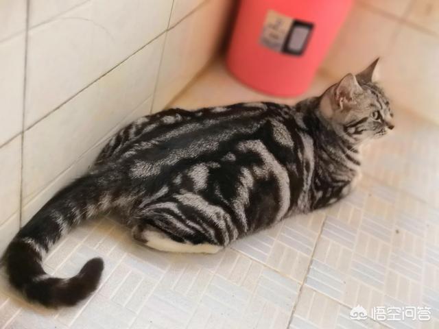 离家的猫:半年不回家家里的猫还会记得自己吗？