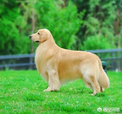 赛级美系金毛犬图片:金毛要养双血统的还是普通的？ 赛级金毛犬标准