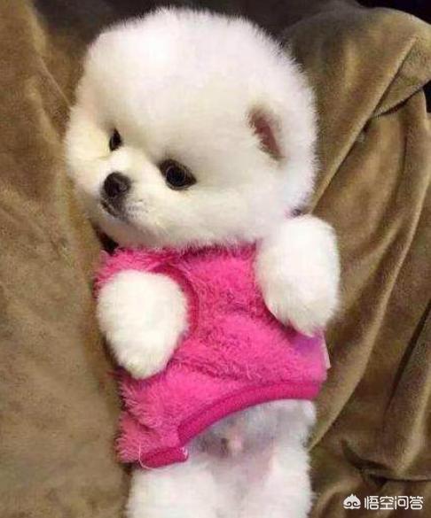 打博美犬视频大全:博美犬犯错之后会有哪些常见的反应？