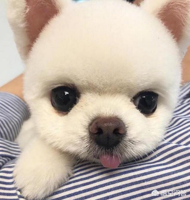 打博美犬视频大全:博美犬犯错之后会有哪些常见的反应？