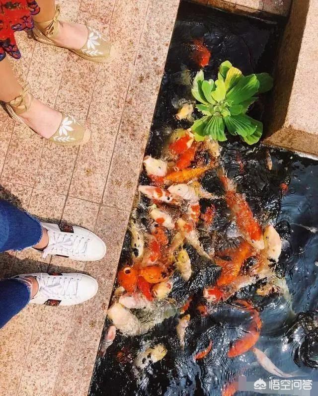 邓文迪与章子怡:邓文迪为什么有那么大的能量？