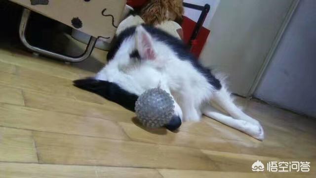 蓝湾牧羊犬打架视频:为什么边牧不爱跟别的狗一起玩呢？