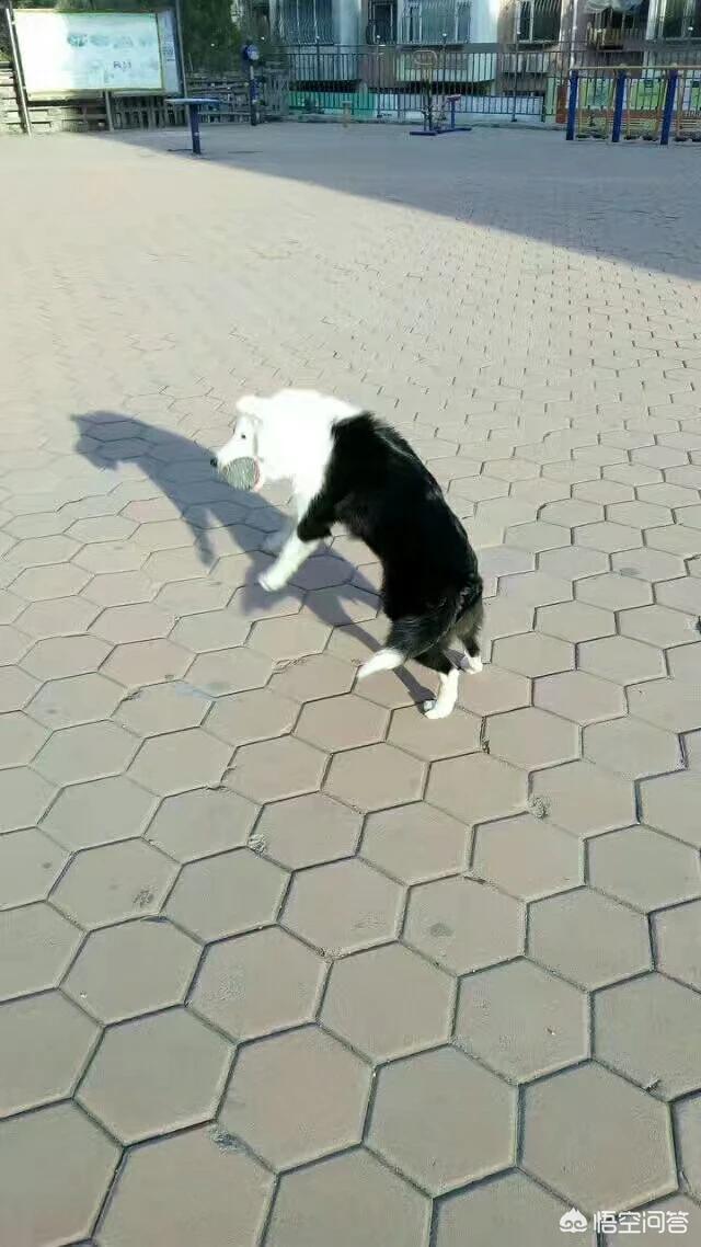 蓝湾牧羊犬打架视频:为什么边牧不爱跟别的狗一起玩呢？