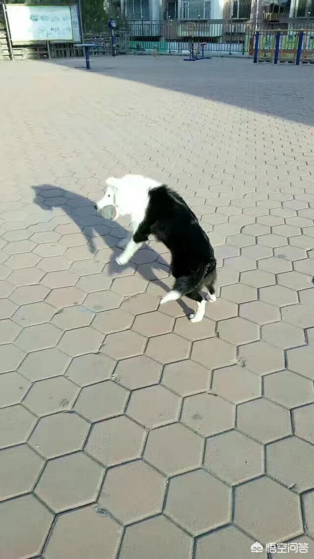 边牧牧羊犬打架视频:边牧就是牧羊犬吗 泰迪犬打得过边境牧羊犬吗？为什么？