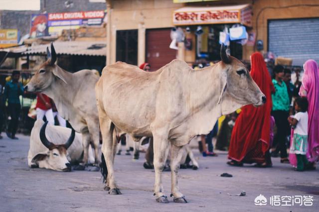 印度把什么动物视为圣物 在印度牛被视为圣物不
