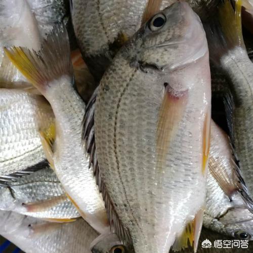 猫用尾巴钓鱼:猫用尾巴钓鱼视频 用泥鳅作饵料钓鱼除了能钓到翘嘴鱼，还能钓到什么鱼？