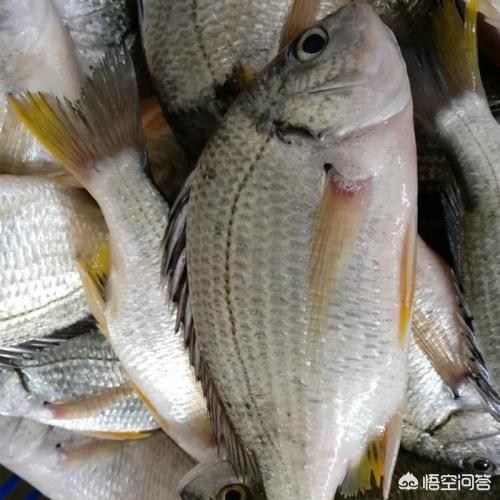 海钓活饵可以用泥鳅:用虾钓鱼效果比沙蚕好吗？