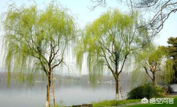 门前种三树家兴旺三代,在自家农村院子大门口种什么树寓意比较好？