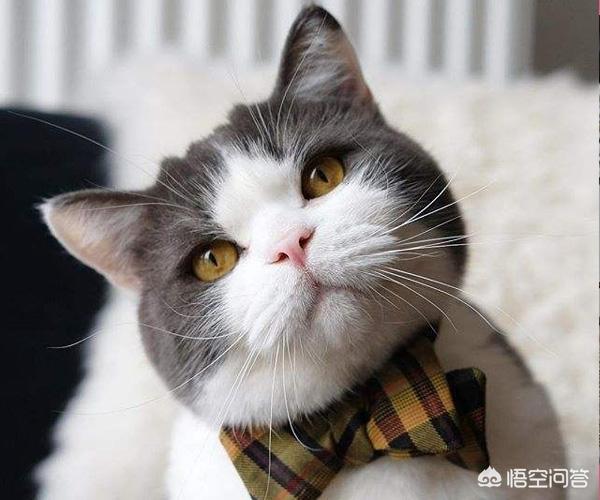 蓝白跟金吉拉配出来的:英短蓝白和美短交配出来的猫会是什么样的？