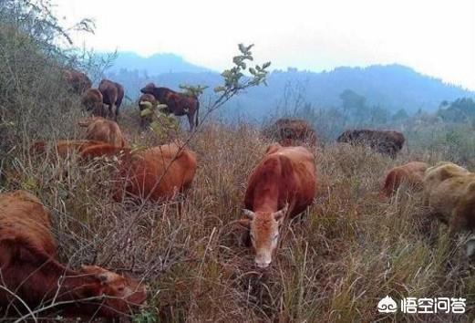 白毛狮子狗价格:东北冬天气温零下30多度，农村土狗拴在外面，不怕冷吗？