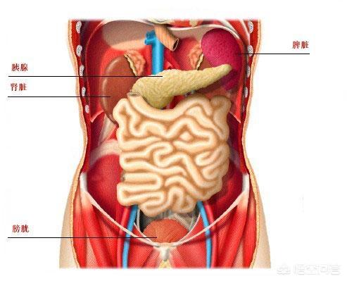 头条问答 - 被人一拳击中腹部,为何会变得无还手之力?(15个回答)