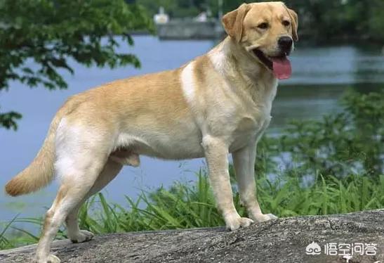 波音达猎犬拉布拉多串:中华田园犬串拉布拉多猎犬 拉布拉多和串串狗哪个聪明？