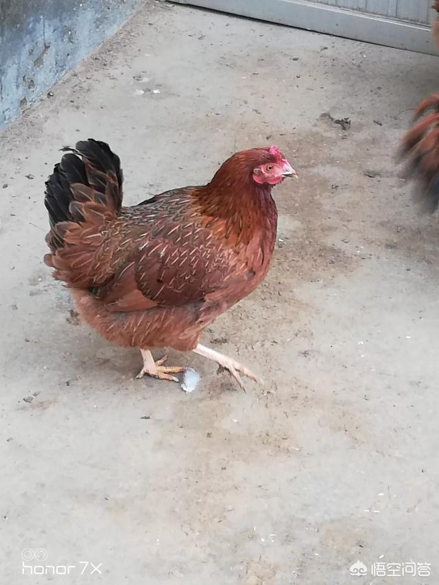 在农村用母鸡孵化鸡苗,要人为的去翻蛋吗？一只母鸡一次孵化多少土鸡蛋比较好？