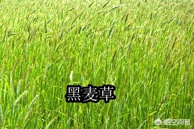 养羊种植什么牧草好:回河南老家搞养羊，种植燕麦做饲草怎么样？应该怎么做？