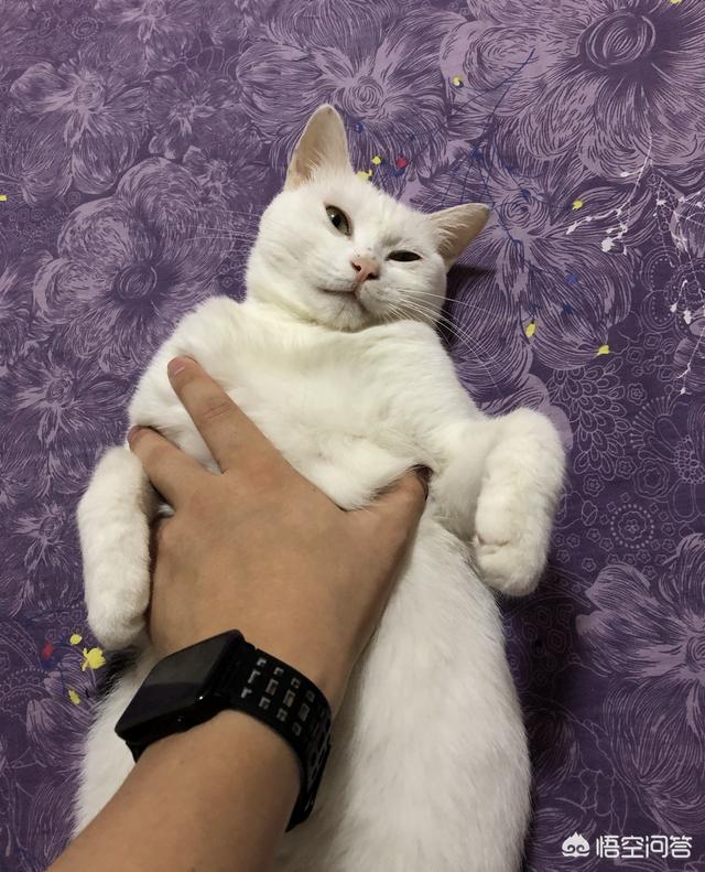 宠物健康知识讲座:#宠爱日#如何正确挑选适合你宠物的饲料？