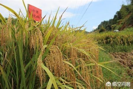 长江中下游地区，种什么品种的水稻好？