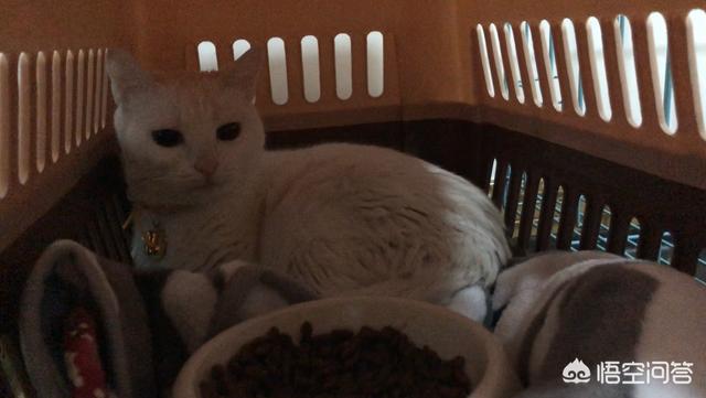 给英短吃的猫饭:经常给猫咪吃零食，有必要吗？怎样养猫比较好？