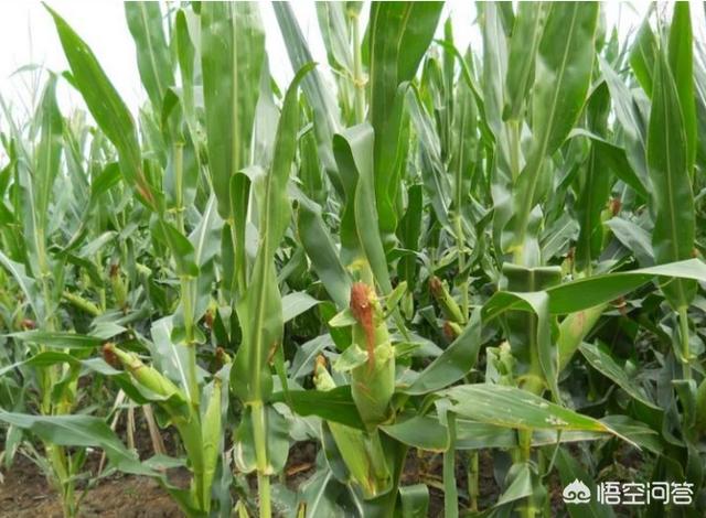 头条问答 想回农村发展种植业 没什么经验 种植什么农作物好 73个回答