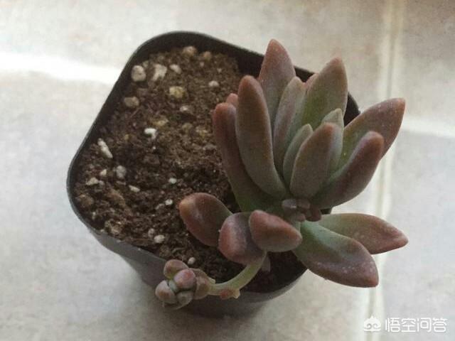 茜之塔开花后怎样处理:网购的裸根多肉有侧芽，要不要剪掉呢？