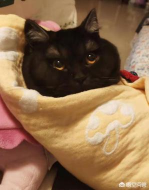 养猫指南:在不同的季节里要如何来养猫？