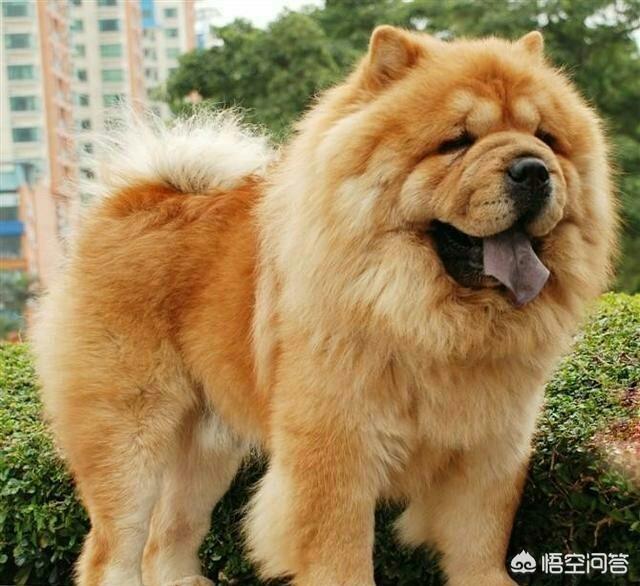 中国名狗观赏:我国最具有颜值的狗有哪些？为什么？