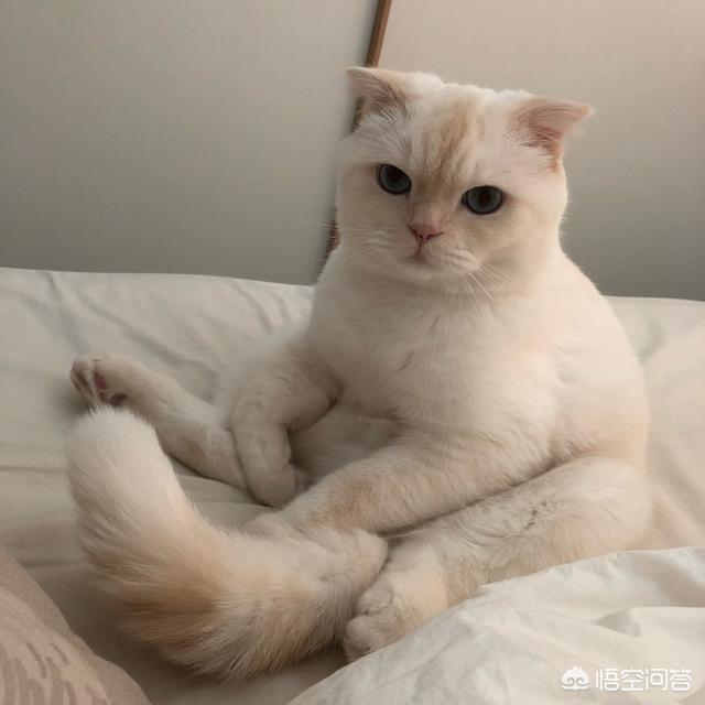 家猫的寿命知乎:猫咪寿命只有十年，如何照顾年老猫咪？
