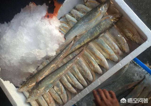 刀鱼和带鱼价钱为何相差这么大，刀鱼8880元/斤，凭什么这么贵，你吃过吗好吃吗