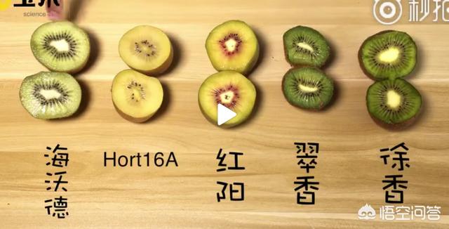 猕猴桃:猕猴桃有多少品种？有哪些营养价值？ 猕猴桃热量